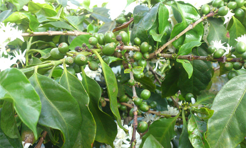 Ban Chỉ đạo Tây Nguyên đề xuất đưa mắc-ca thành cây mũi nhọn