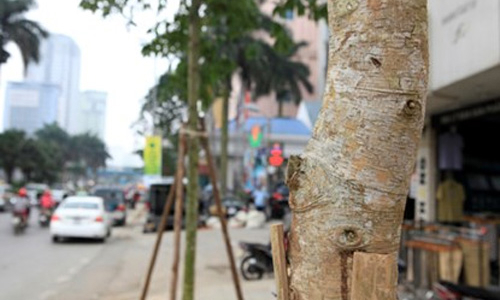 Bí thư Hà Nội: Đề án thay cây sai trong cách làm
