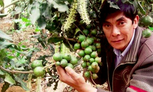 Phát triển mắc-ca: “Không chỉ bàn, mà làm luôn!”