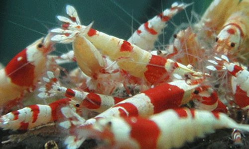 Công ty “hốt bạc” nhờ nuôi tép cảnh