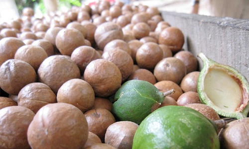 “Tây Nguyên thuộc số ít nơi trên thế giới trồng tốt mắc-ca”