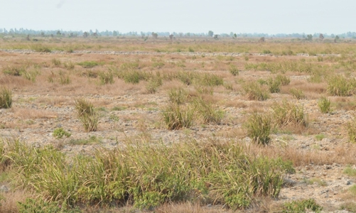 Nắm hàng triệu ha đất, nộp ngân sách không bằng một nhà máy