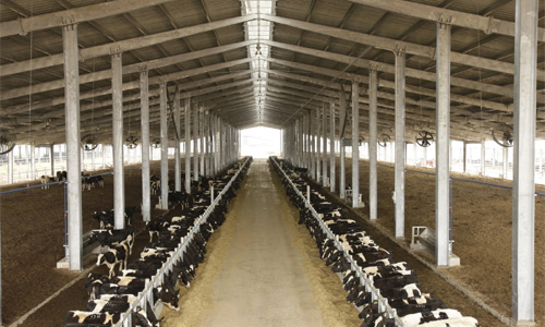 Dự án nông nghiệp vay nghìn tỷ: Nhà băng nào dám mở hầu bao?