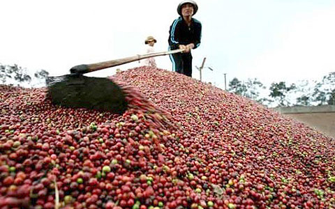 Tây Nguyên, cà phê và gói 12.000 tỷ