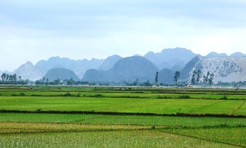 Chính phủ “treo thưởng” để giữ đất lúa