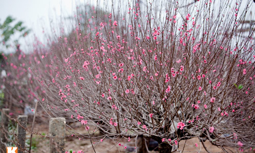 Hà Nội nghiêm cấm tặng quà Tết lãnh đạo