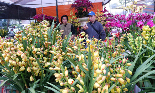 Thị trường cây cảnh đón Tết: hoa nội lên ngôi