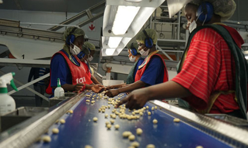 Mắc-ca Nam Phi và hành trình lên số 1 thế giới