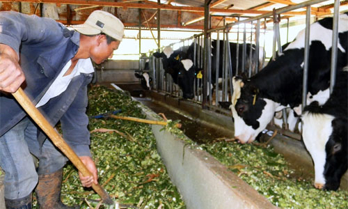 Doanh nghiệp giảm mua sữa tươi, người chăn nuôi lao đao