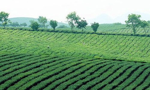 Tranh chấp đất nông, lâm trường: Bao giờ đi đến hồi kết?