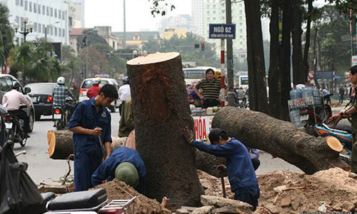 Hà Nội đình chỉ nhiều cán bộ vì vụ thay thế cây xanh