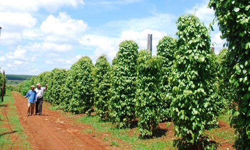 Hồ tiêu Việt Nam: Không giữ chất lượng, khó giữ thị trường