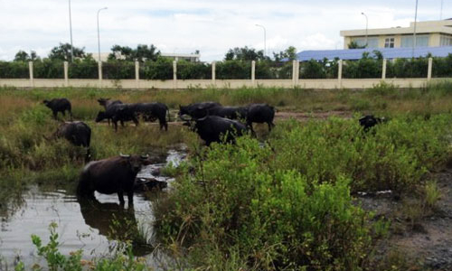 Danh tính các khu công nghiệp có nguy cơ bị thu hồi