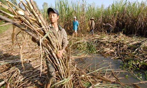 Tồn kho gần 600 nghìn tấn, giá đường “đang rơi tự do”
