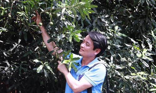 Làm mắc-ca tại Việt Nam: “Thất bại sớm mới là… may”