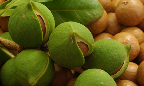 Sếp ngân hàng muốn Tây Nguyên đột phá với đề án 10.000 tỷ