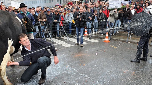 Nông dân châu Âu bế tắc trong “khủng hoảng sữa”