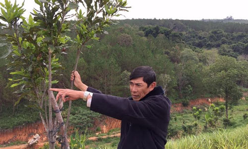 Vì sao “vua” mắc-ca Lâm Đồng rơi vào bế tắc?