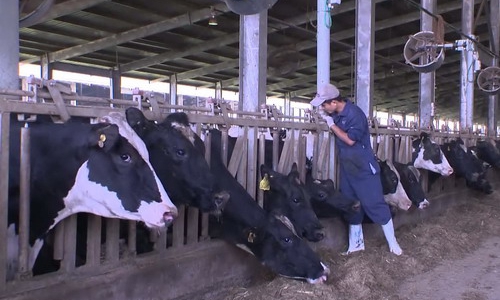 Ngành chăn nuôi Việt Nam có thể lao đao hậu TPP