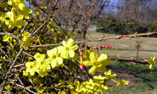 Những cây hoa có thể trồng trong nhà vào mùa đông