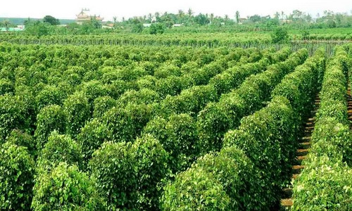 Hồ tiêu “lên ngôi” và điệp khúc trồng rồi chặt