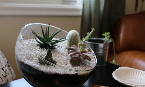 Terrarium – Thú chơi của những “nông dân sành điệu”