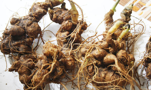 Sâm Ngọc Linh: Cây thuốc quý của người Việt