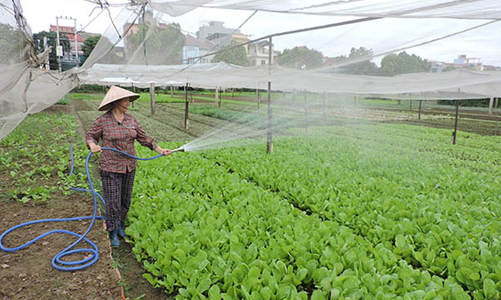 Chi phí cao nhưng ít giá trị - Bất cập dịch vụ cấp chứng nhận VietGAP