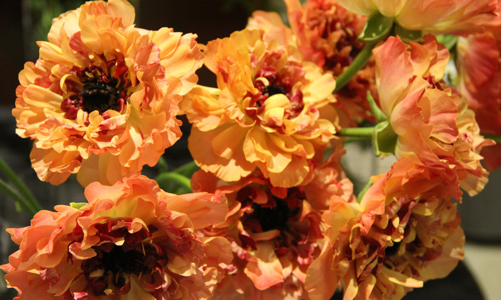 Check-in cùng những loài hoa hiếm của Nhật Bản ngay tại Hà Nội