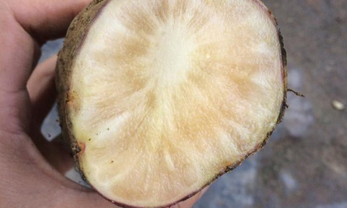 Khoai sâm: đặc sản vùng cao xuống phố