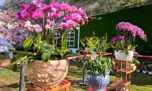 Cách chọn một chậu Lan Hồ Điệp tươi lâu để đón Tết