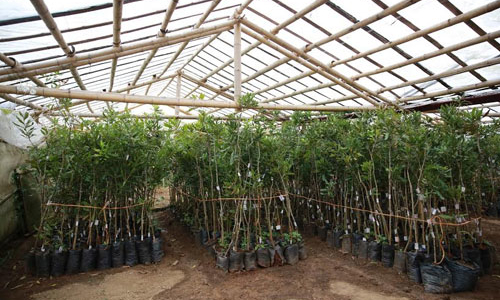 Bài toán thử sức bền với mắc-ca Việt Nam