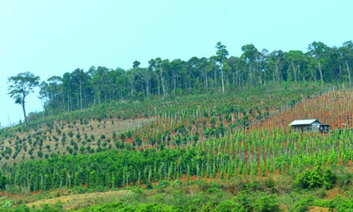 Phó thủ tướng yêu cầu sớm duyệt quy hoạch mắc-ca