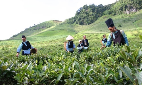 Hàng loạt chính sách mới có hiệu lực từ tháng 6/2015