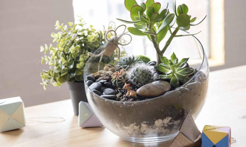 Tự tạo một Terrarium xinh xắn cho căn hộ nhỏ