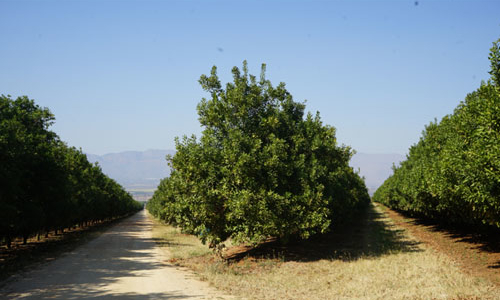 Quốc gia số 1 về mắc-ca: Nam Phi không ăn may