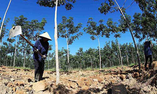 Việt Nam thí điểm cho nông dân góp vốn bằng đất