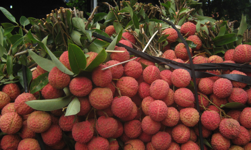 Vải thiều Lục Ngạn chất lượng, được giá