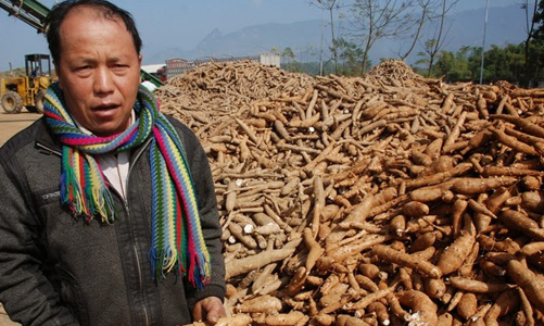 Kim ngạch xuất khẩu sắn tăng cao nhờ được giá