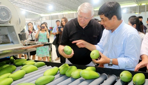 Xoài Việt ra thế giới, xuất khẩu tăng trưởng 16,5% trong quý 1