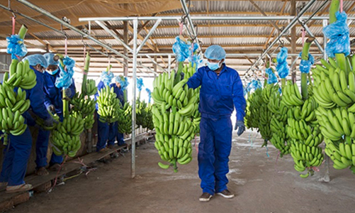 Doanh thu tài chính đột biến, HNG báo lãi tăng 132%