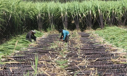 Đường mía Thái Lan chính thức bị áp thuế chống bán phá giá và thuế chống trợ cấp