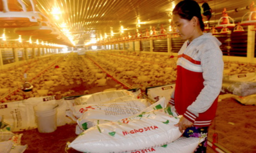 Thức ăn chăn nuôi đồng loạt tăng giá, nông dân 