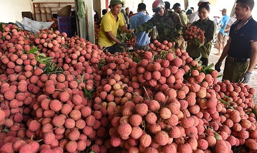 Vải chưa chín, 5.000 tấn quả đã xếp chỗ trong siêu thị, 2.000 tấn xuất ngoại