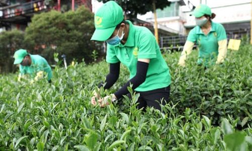  Kim ngạch xuất khẩu chè tăng 8%