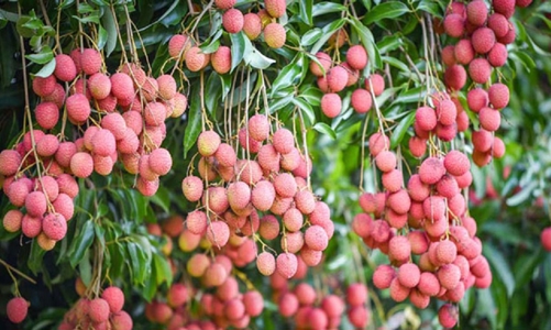 100 tấn vải thiều Việt Nam sẽ có mặt tại Australia