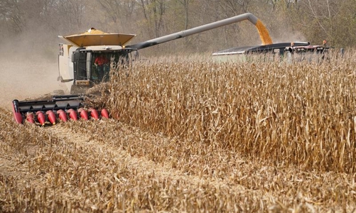 Trung Quốc ồ ạt nhập khẩu ngô từ Mỹ