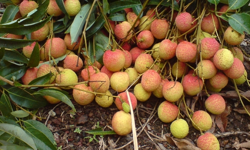 Bắc Giang đồng loạt triển khai nhiều phương án tiêu thụ vải thiều