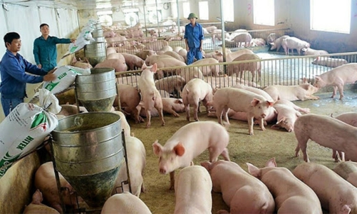 Xuất khẩu lợn sang Campuchia cần đáp ứng yêu cầu kiểm dịch