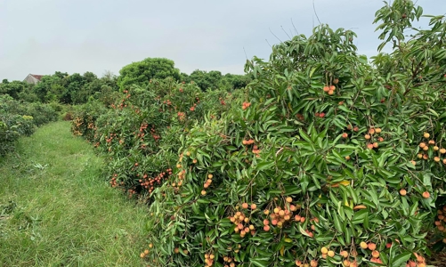 Bắc Giang: 20 tấn vải sớm khởi hành sang Nhật Bản 